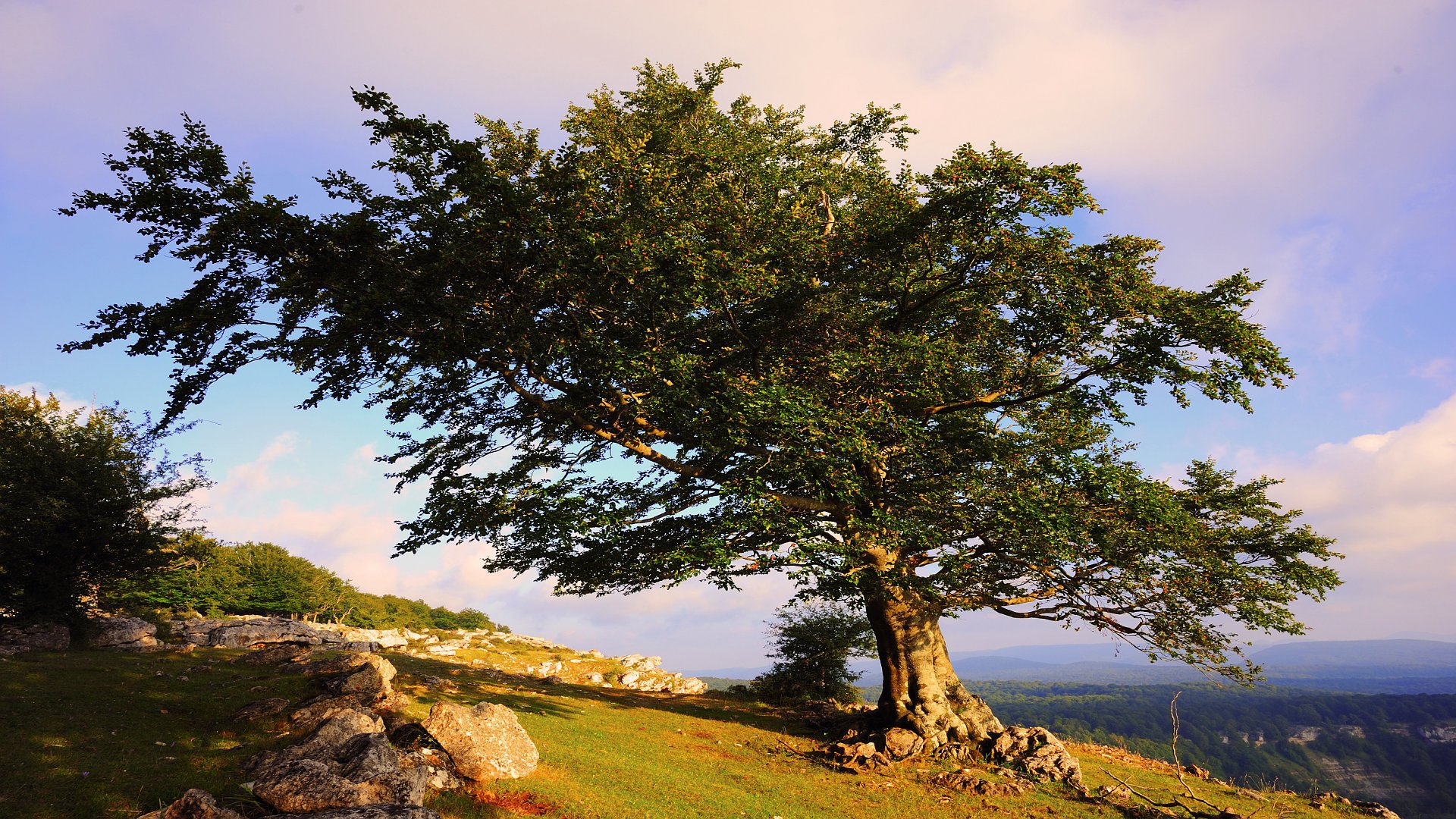 tree summer nature landscape