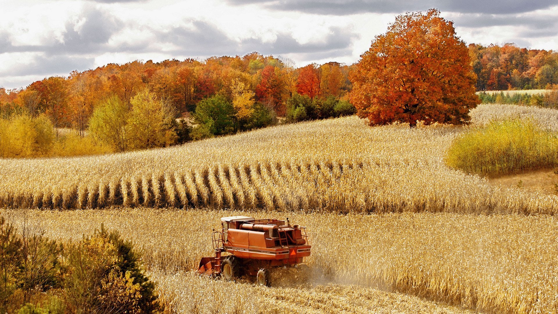 campo autunno foresta mietitrice raccolto grano natura