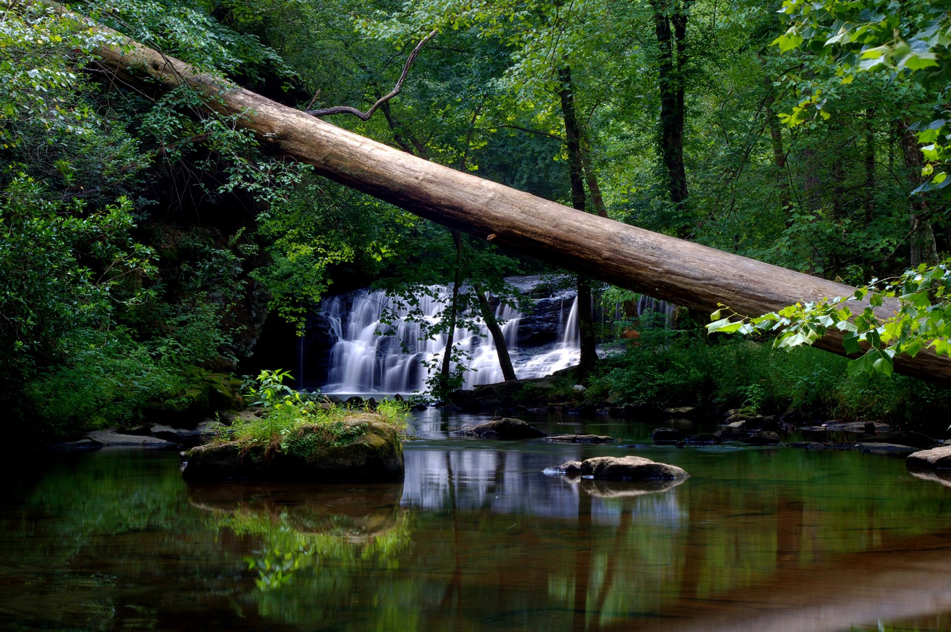 foresta alberi acqua foglie natura