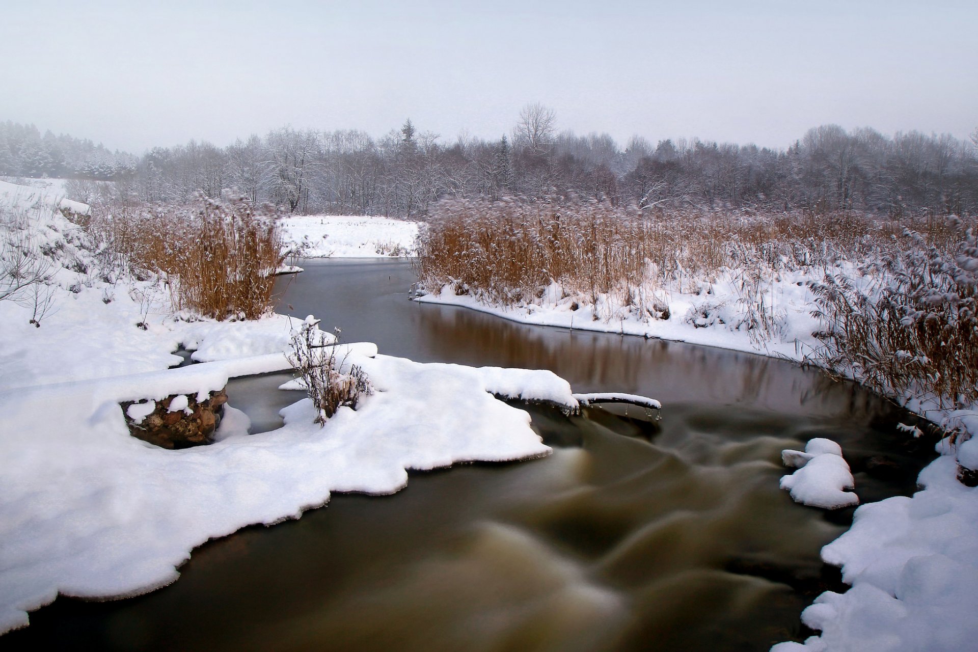 winter snow forest river reed