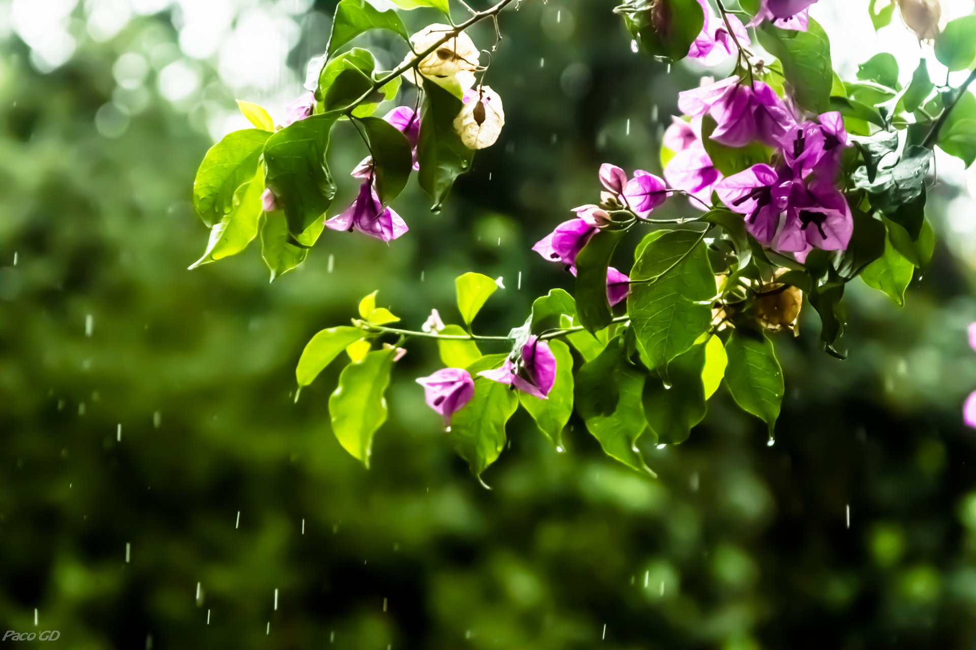 zweige blumen rosa bougainvillea tropfen regen