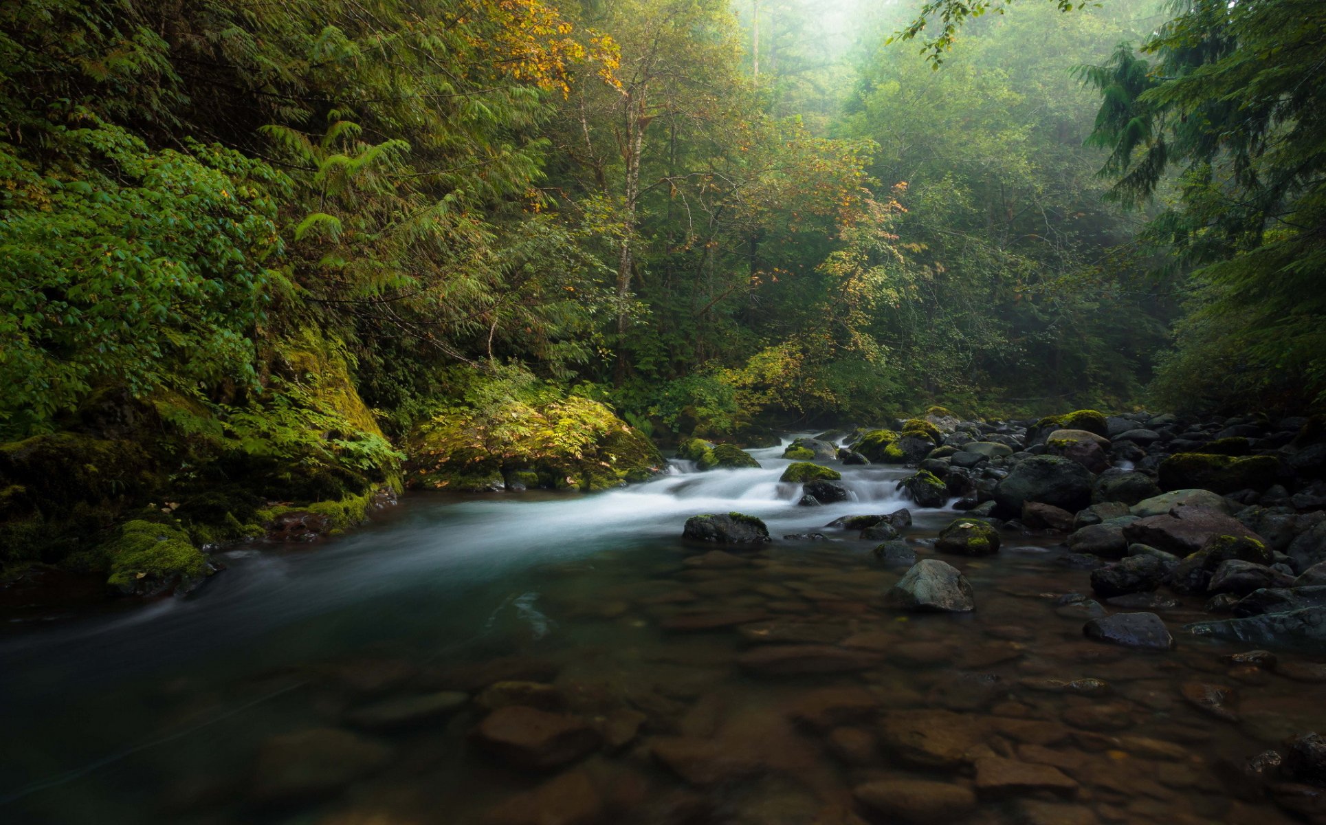 bosque otoño río piedras niebla