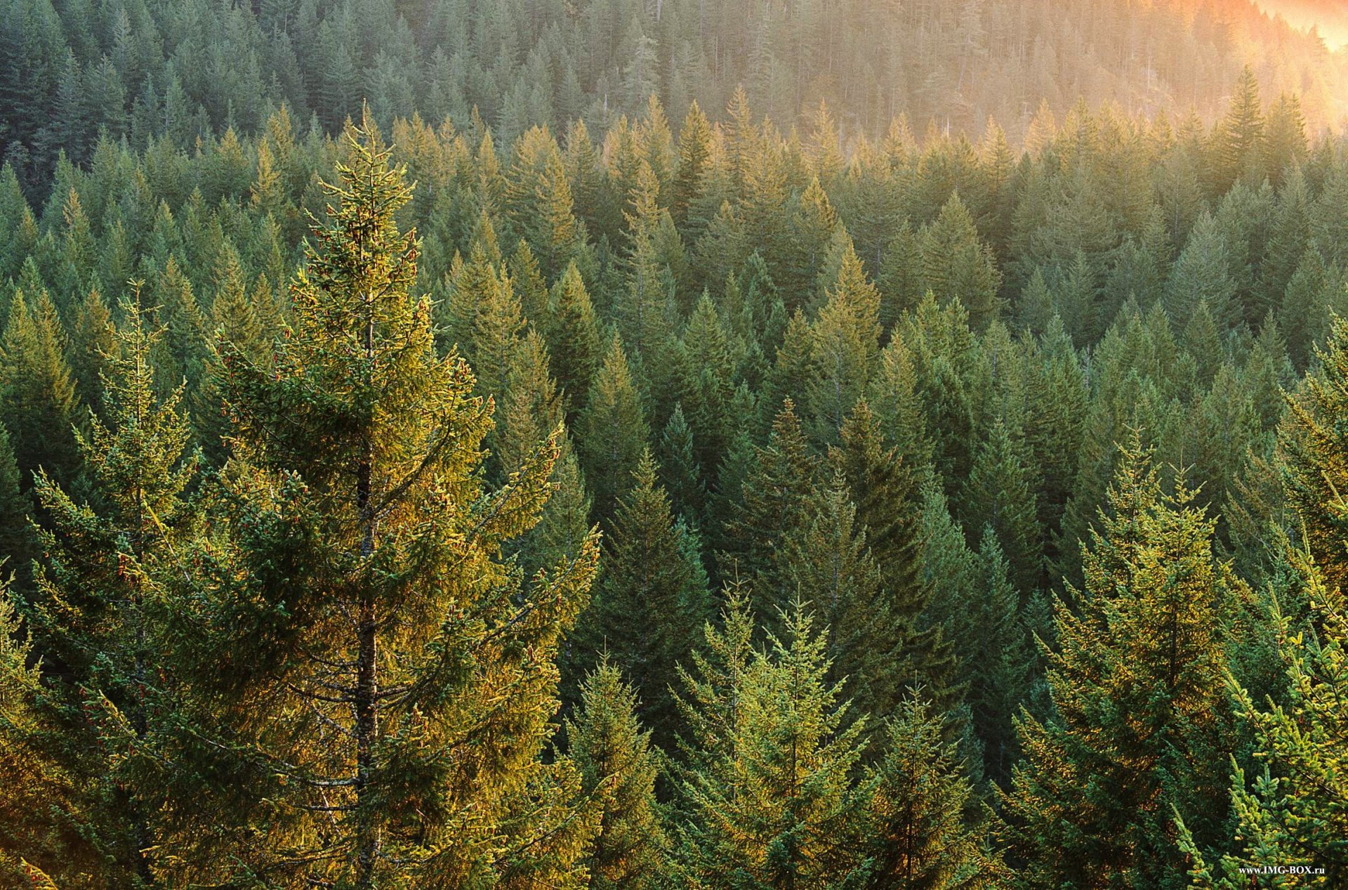 russia taiga foresta alberi sole raggi alba