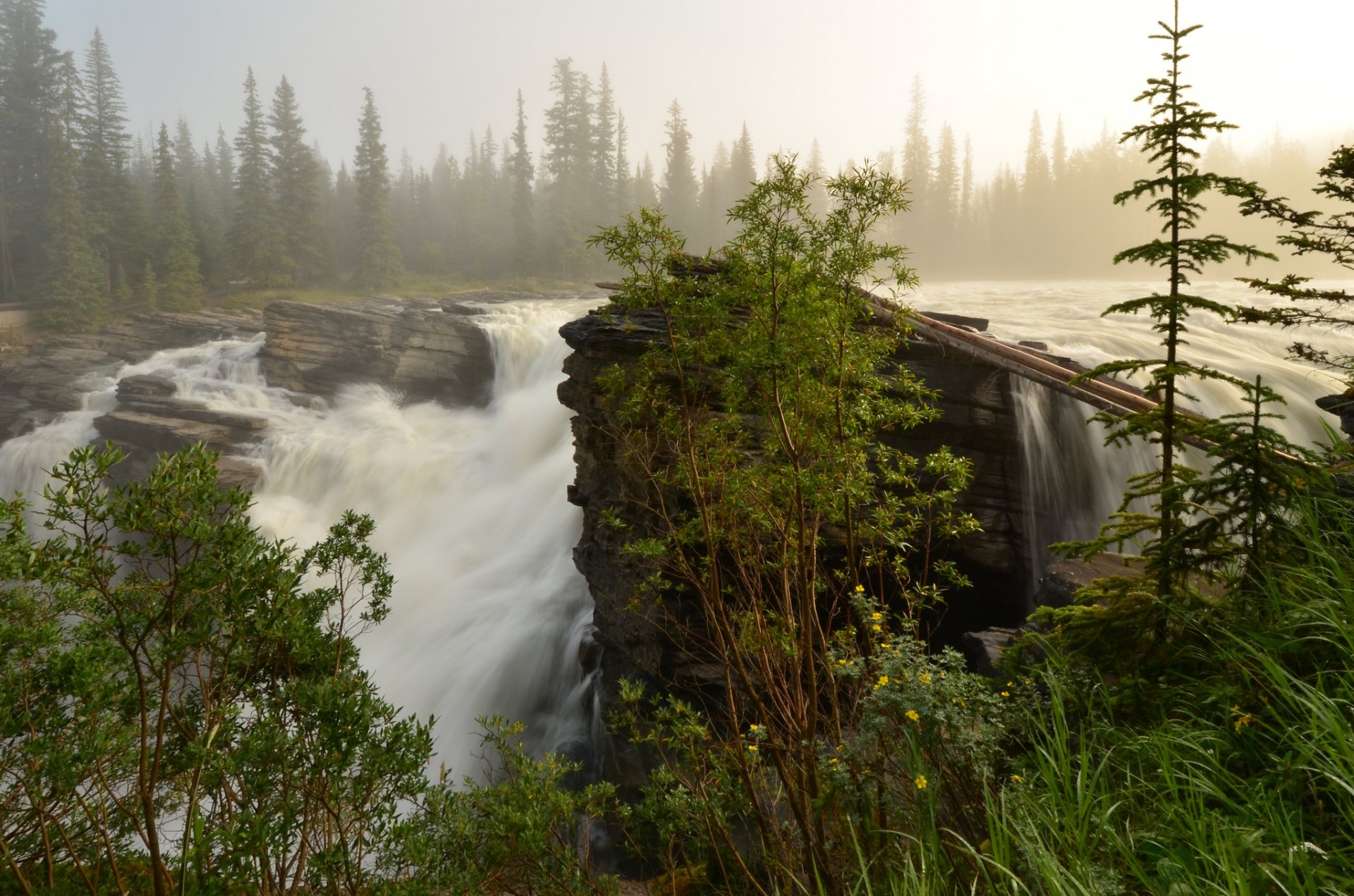 forest river feed waterfall morning