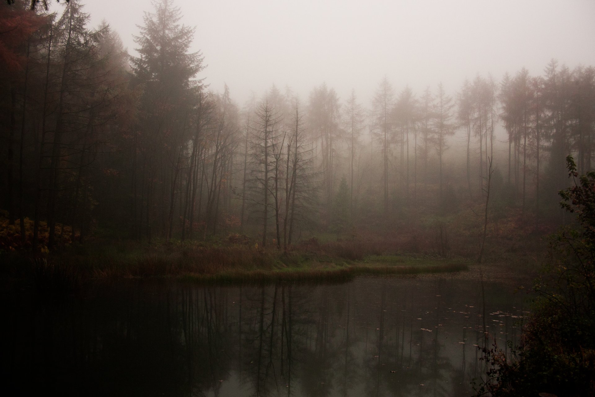 wald see nebel düster atmosphärisch