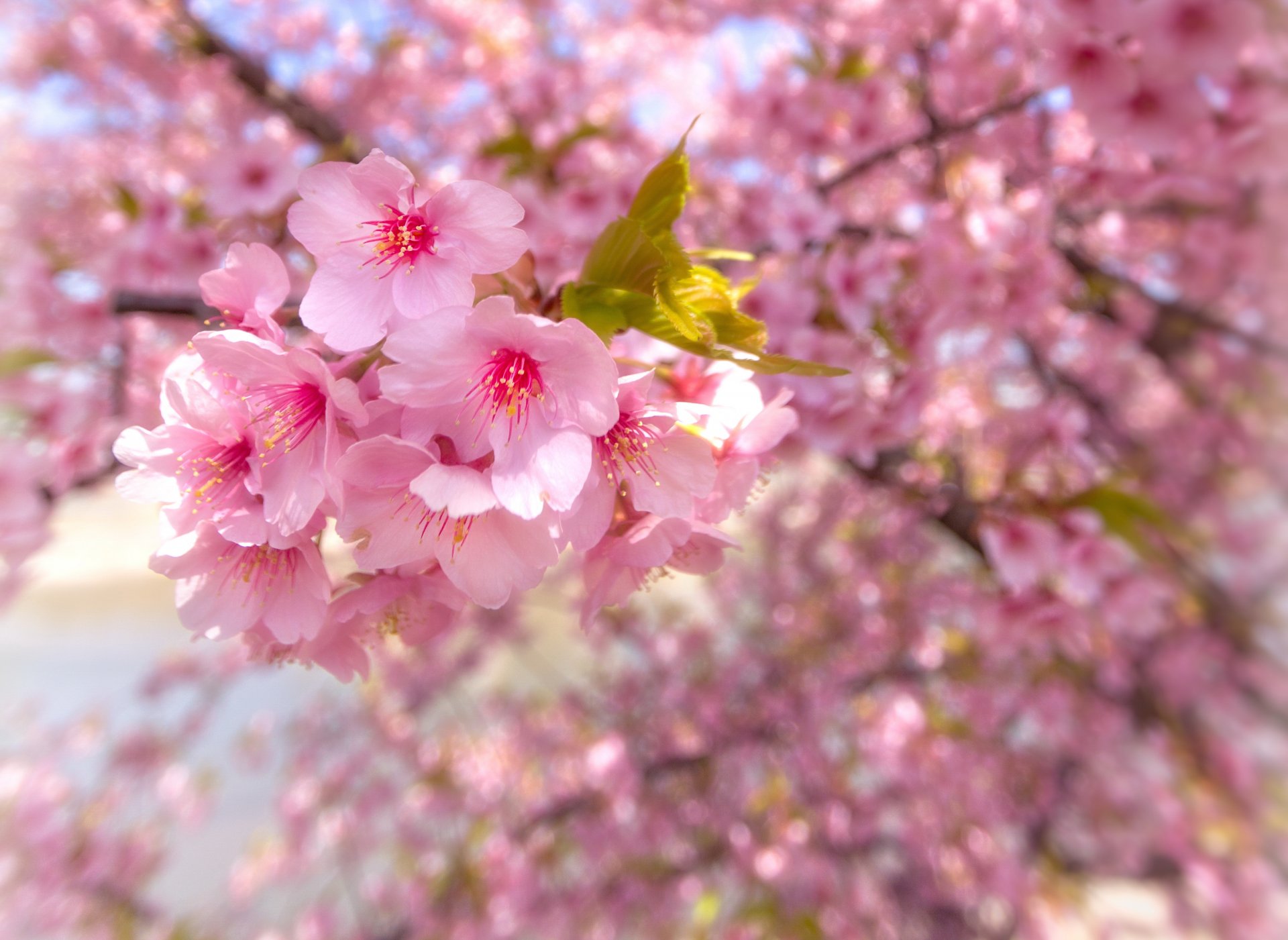 sakura blüte frühling