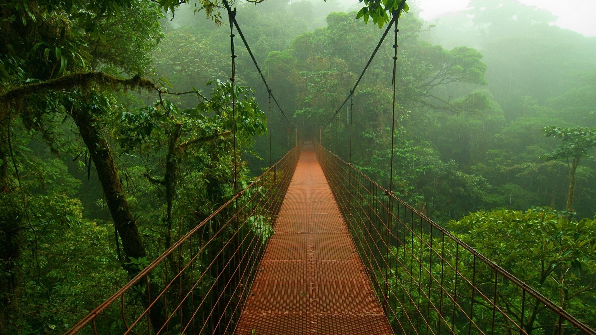 jungle arbres feuillage pont brouillard