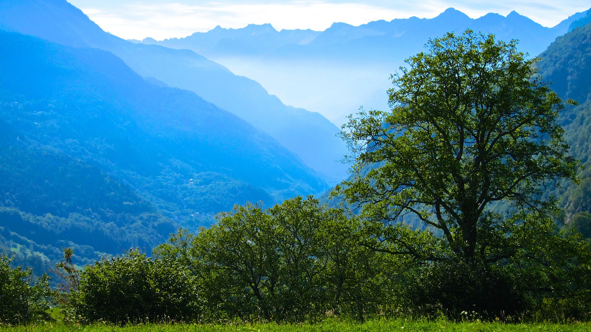 montañas bosque árboles árbol niebla mañana