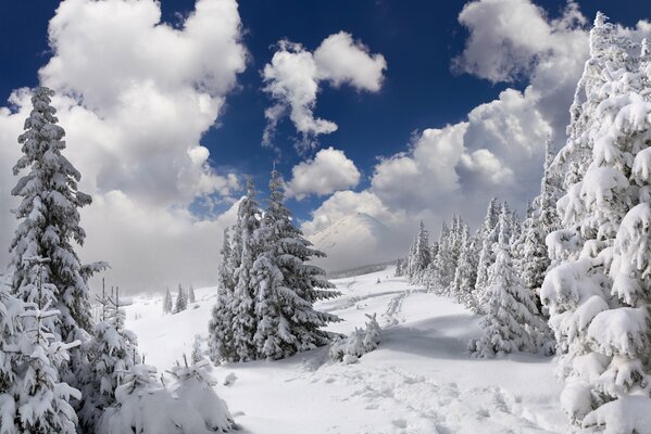 Árboles de Navidad esponjosos y huellas en la nieve