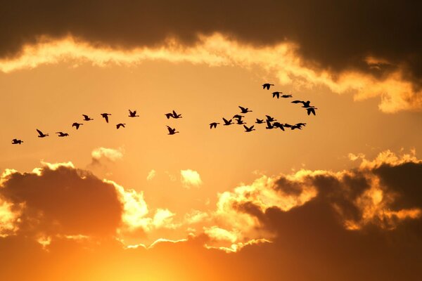 Birds soar in the sky against the background of the sunset