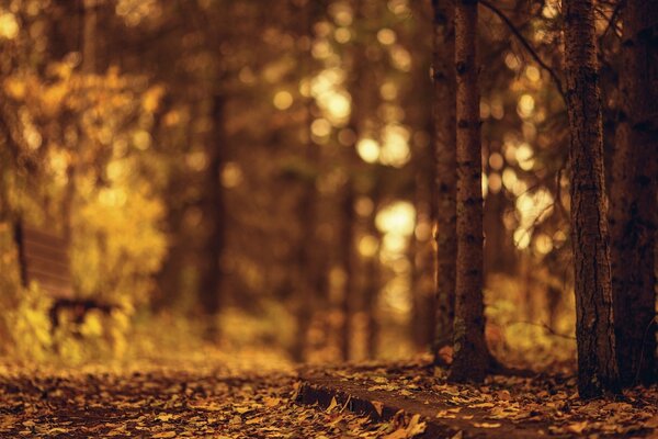 Parque de otoño. Árboles y banco