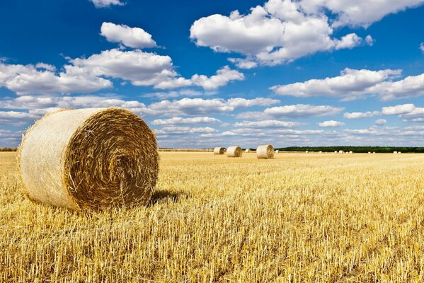 Pajares en el campo