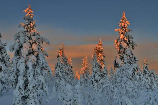 Evening wet fir trees in the winter forest