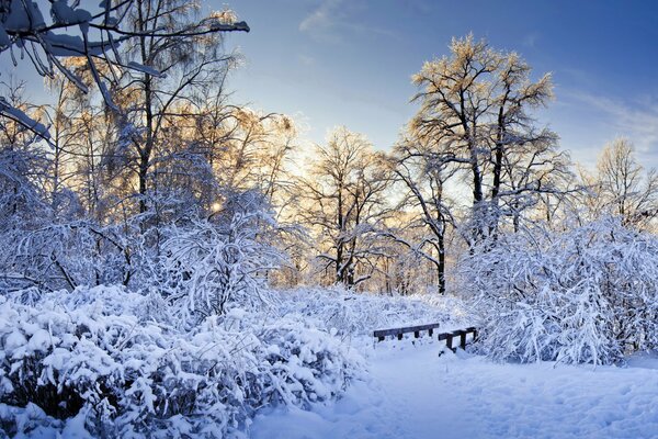 Winterwald an einem sonnigen Tag