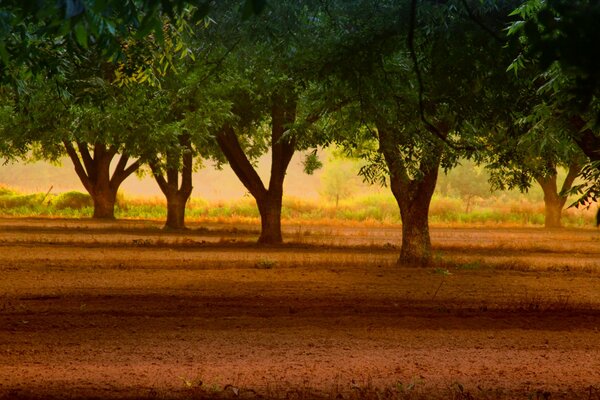 Bosque nocturno contra el cielo