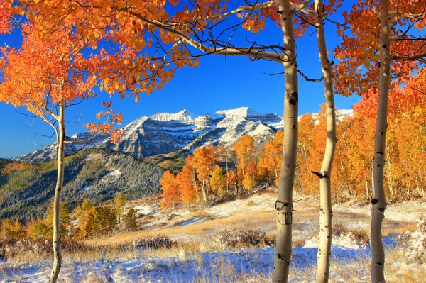 Forêt dans les montagnes sur une journée ensoleillée