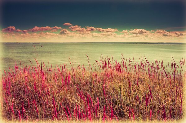 Nature among the grass on a windy sunny day