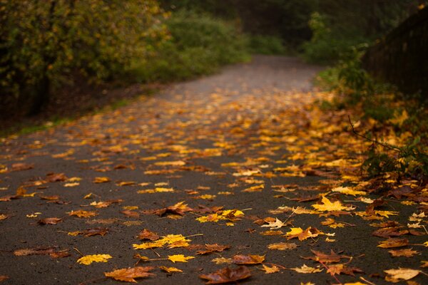 The road with yellow leaves in autumn