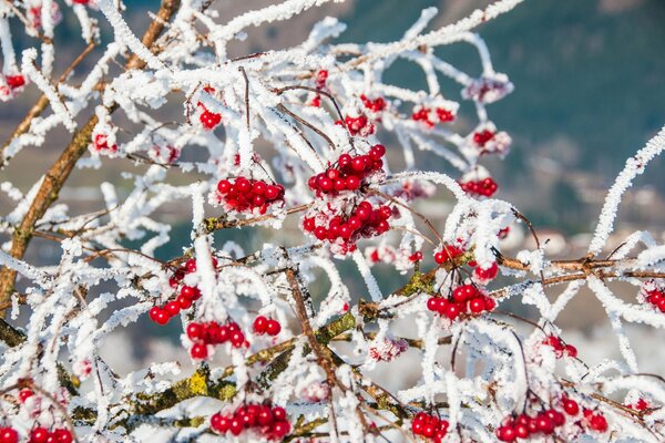 Natura invernale con rami di bacche rosse