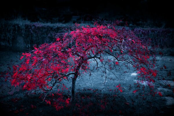 A tree with crimson leaves in a blue fog