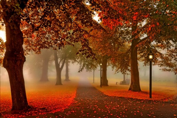 Autumn red forest with a path