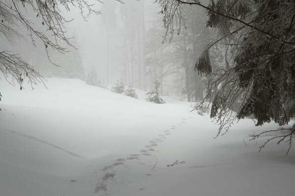 A path in the snowdrifts of the winter forest