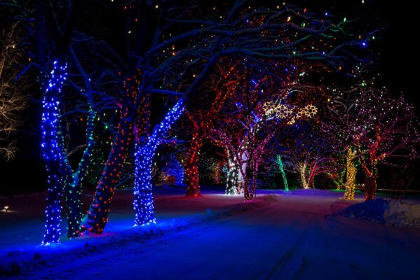 Colorful lights on trees in the winter park