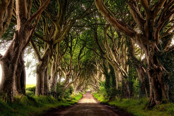 Ruelle dans la belle forêt verte