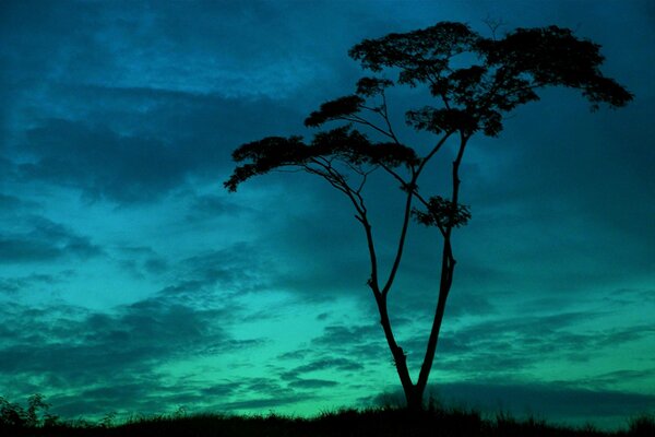 Sila el tronco de un árbol en la noche