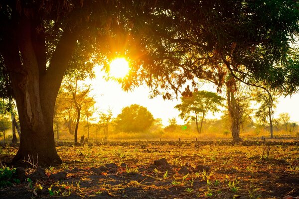 Il sole splende attraverso i rami degli alberi