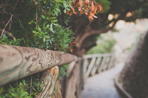 A path stretching into the distance against the background of nature