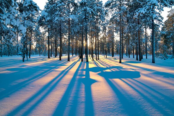 Alba nella foresta innevata invernale