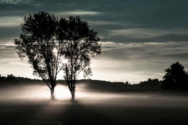 Due alberi in un campo nebbioso