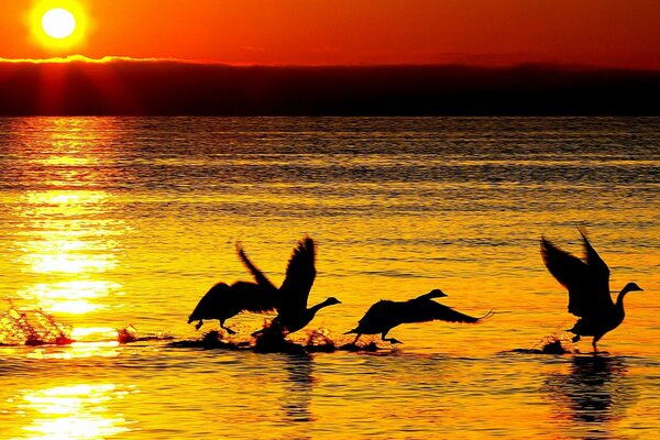 Vögel, die bei Sonnenuntergang aus dem Wasser steigen