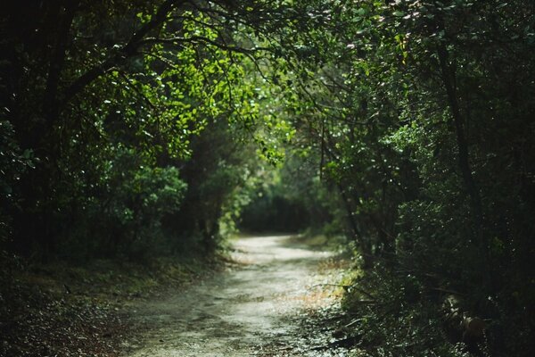 El misterioso camino del bosque verde