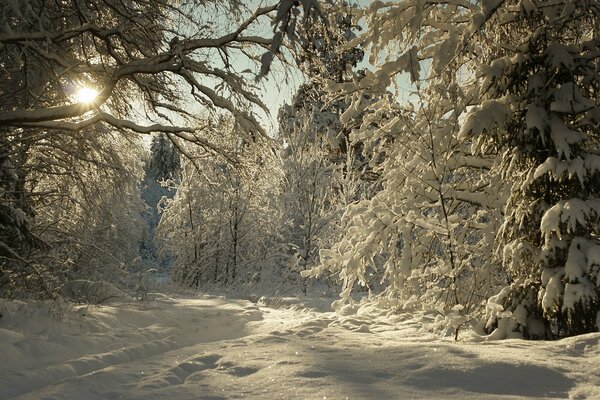 Winterlandschaft im Wald