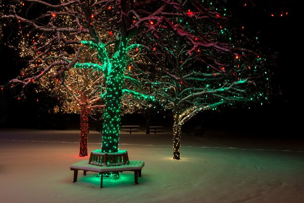 Bäume in Weihnachtsbeleuchtung im Winterpark