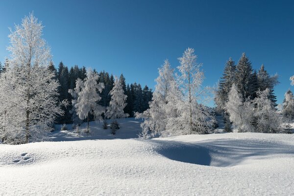 Mit Frost bedeckte Bäume am blauen Himmel