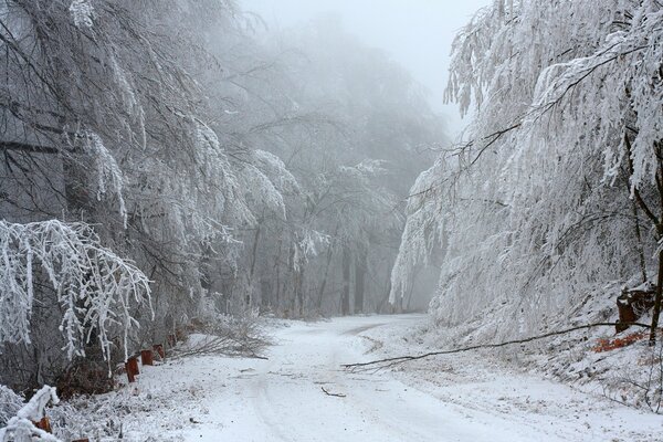 Camino de invierno en el bosque