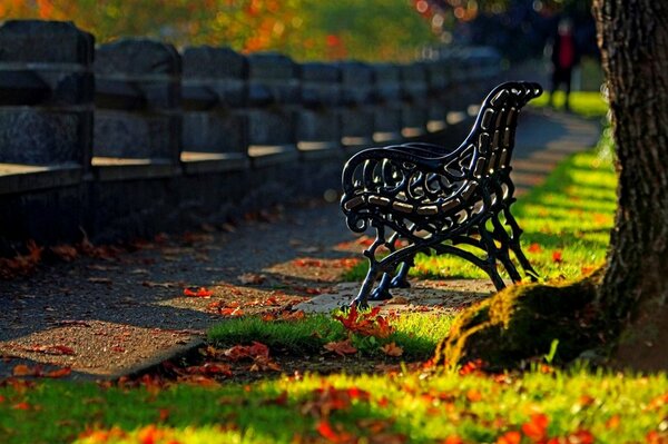 Photo alley of the park on an autumn morning