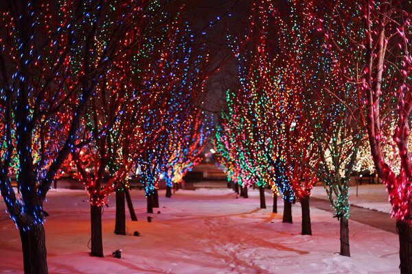 Lights of the night city. Festive garland on a tree