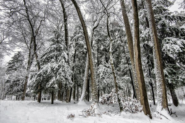 Wald mit Weihnachtsbäumen im Winter