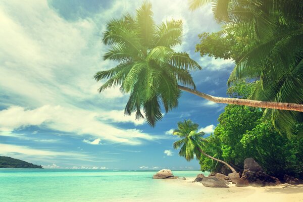 Île tropicale avec plage de sable et de grands palmiers