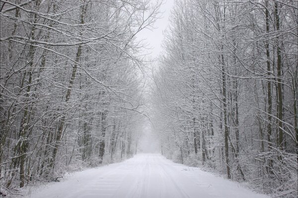 Frost and snow on trees in the forest