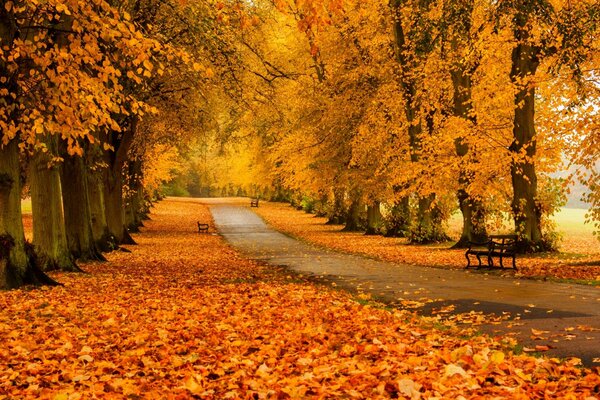 Sentier dans la forêt calme d automne