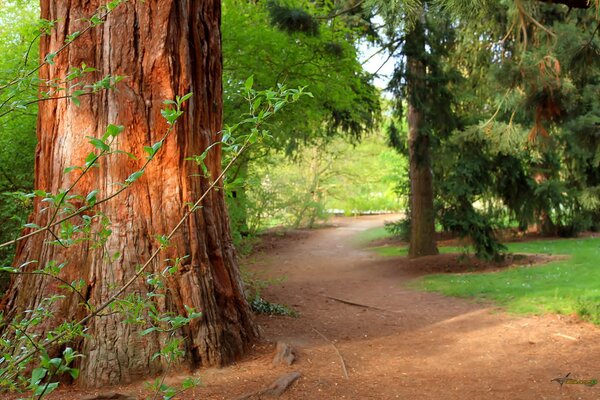 Sentier accueillant dans la pinède