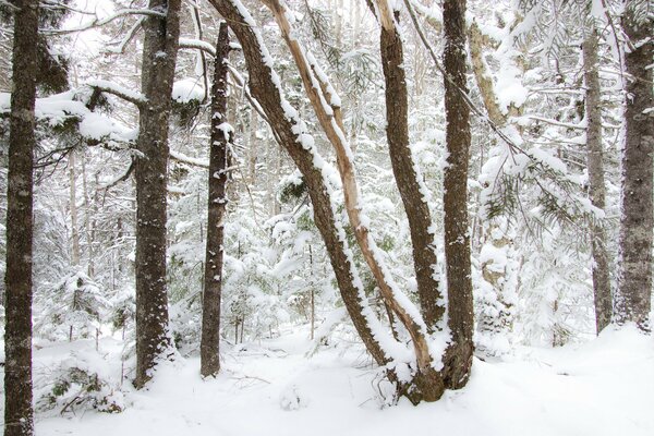 Árboles en el bosque en invierno nevado