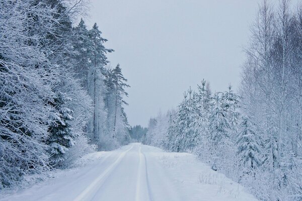 Straße unter schneebedeckten Tannen