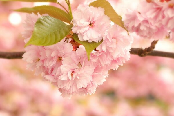 Flores de Sakura rosa suave