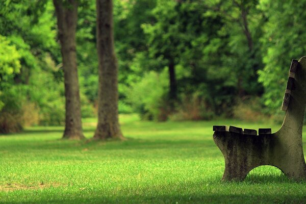 Banc parmi les arbres verts dans le parc